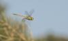 239100 – Photo : pierre juliand – France (07)